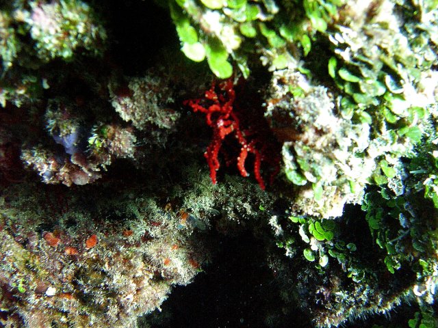 46- Corail rouge 